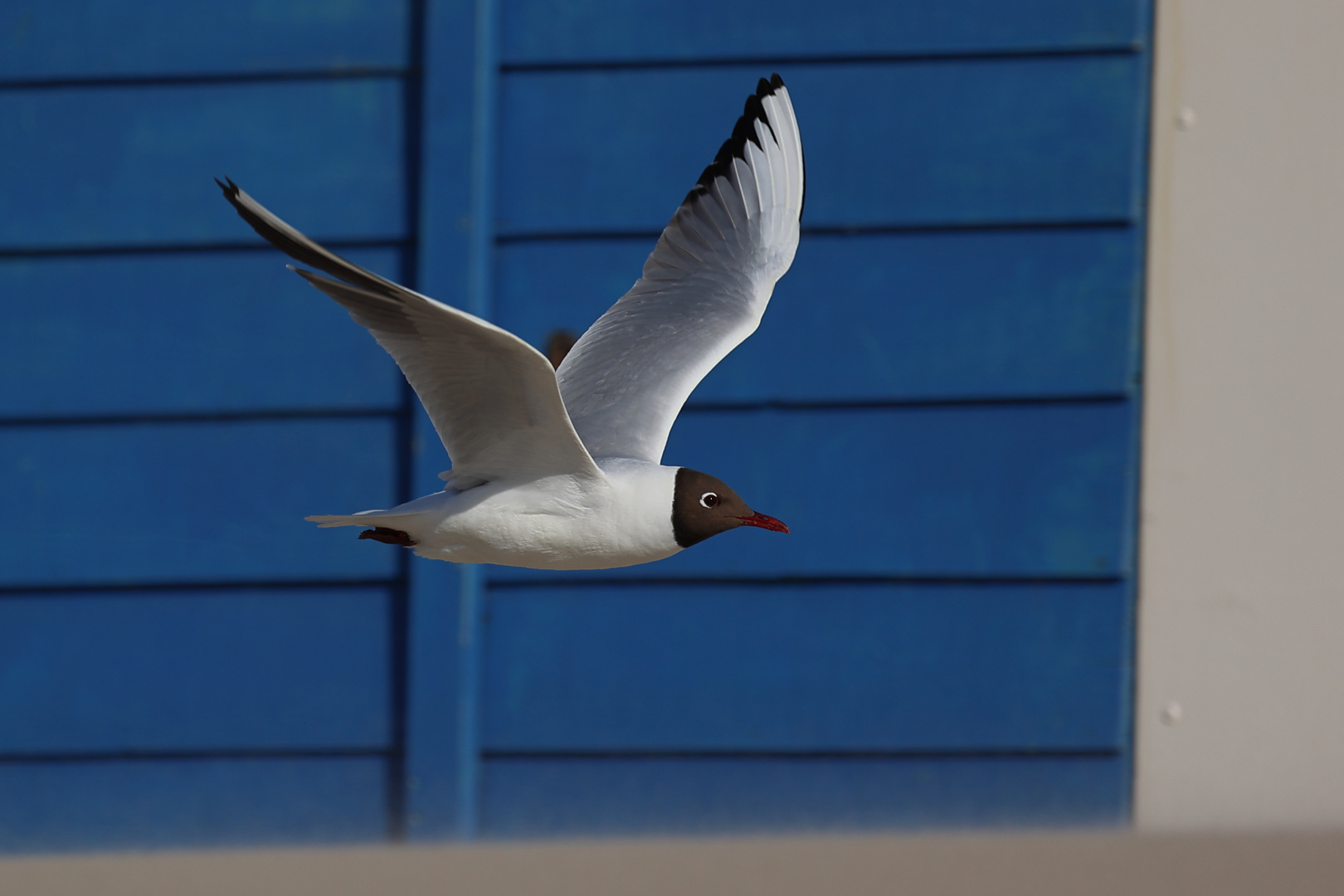 Lachmöwe im Vorbeiflug