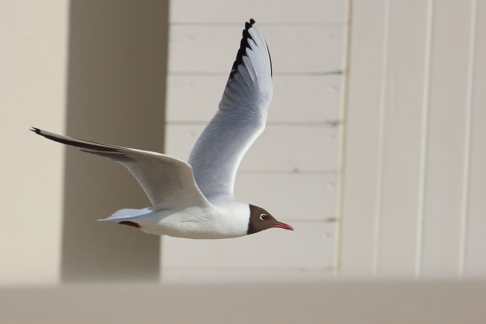 Lachmöwe im Vorbeiflug