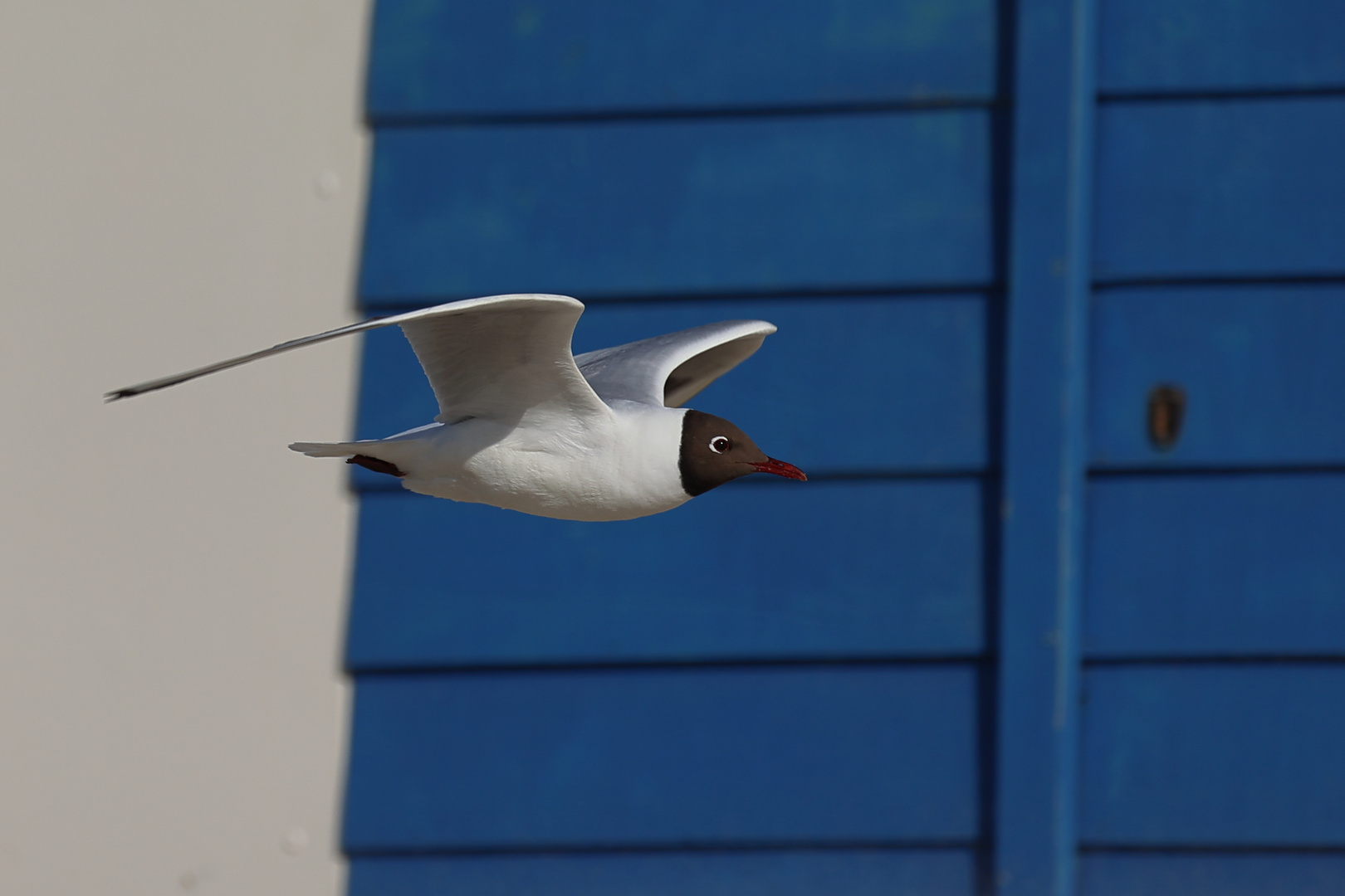 Lachmöwe im Vorbeiflug