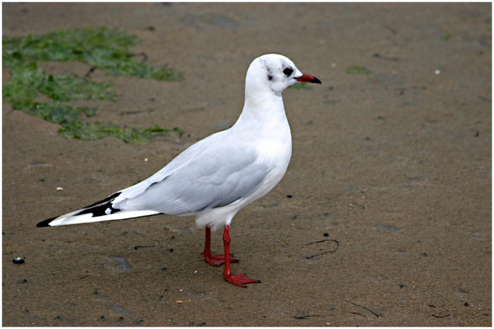 Lachmöwe im Watt