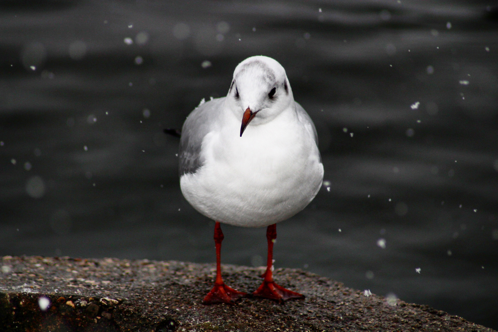 Lachmöwe im Winter