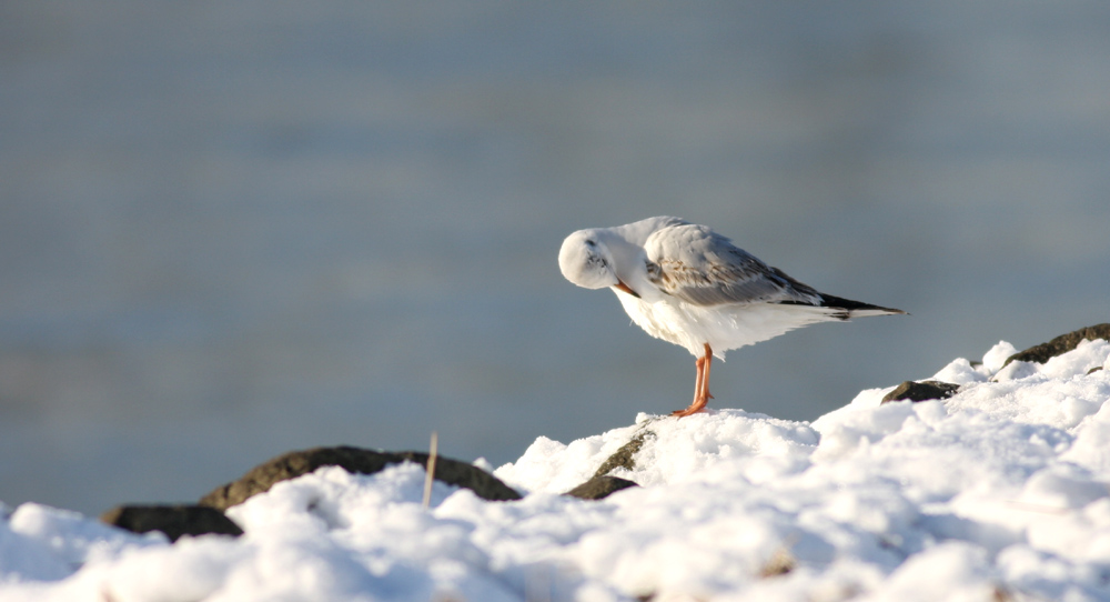 Lachmöwe, immatur 1.Winter