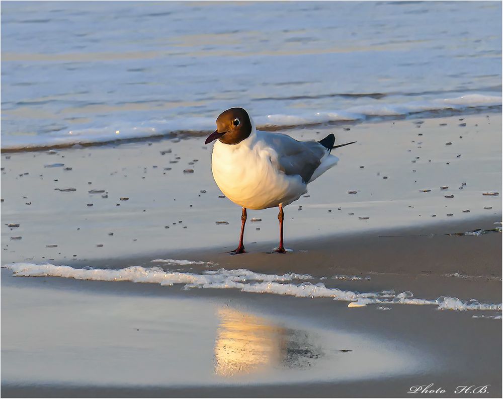 Lachmöwe in der Abendsonne.