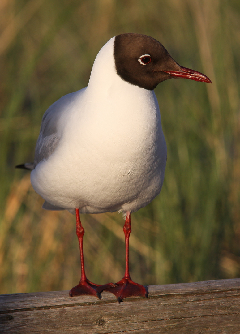 Lachmöwe in der Abendsonne