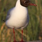 Lachmöwe in der Abendsonne