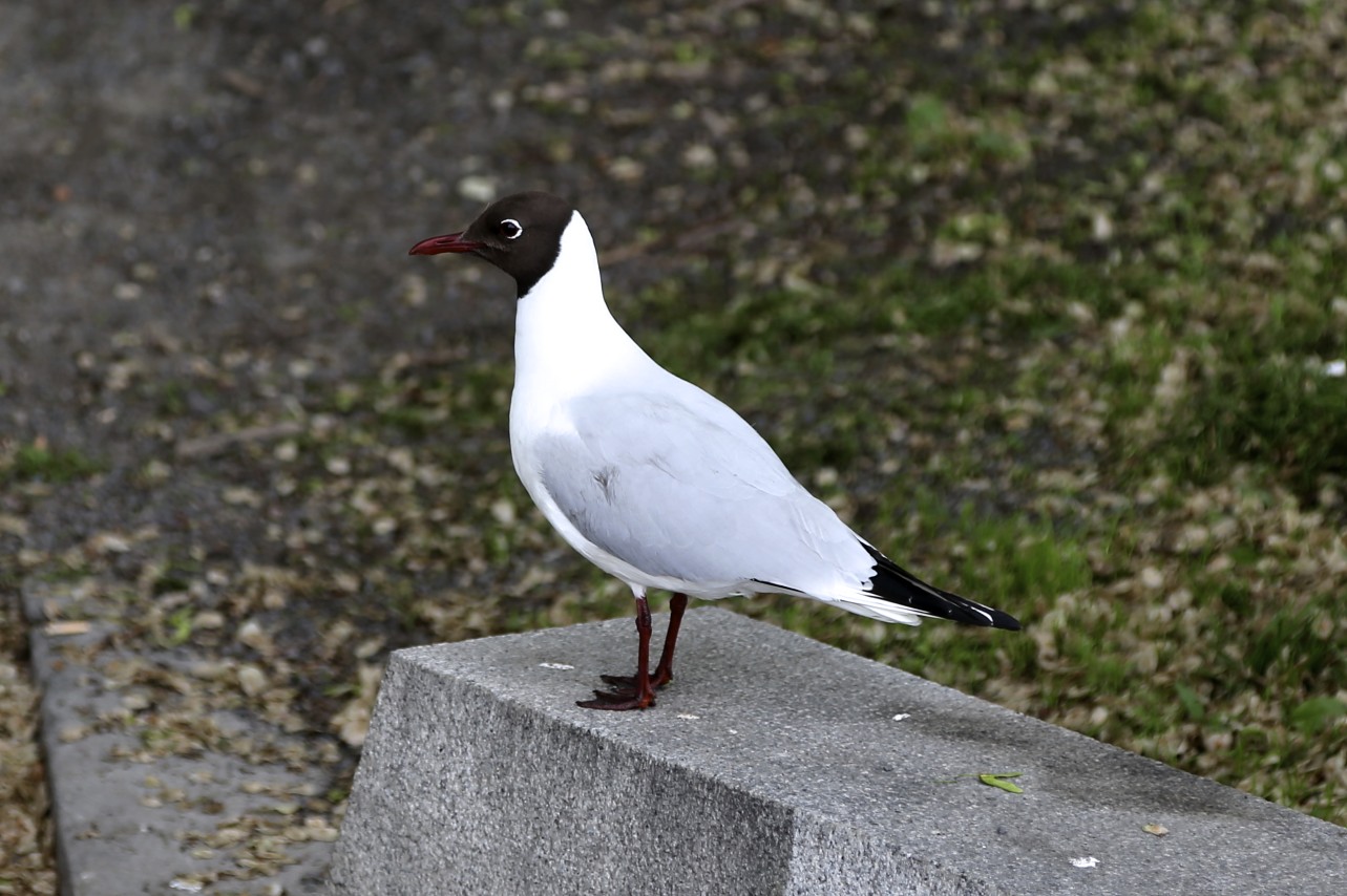 Lachmöwe in Oslo