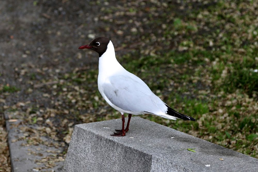 Lachmöwe in Oslo