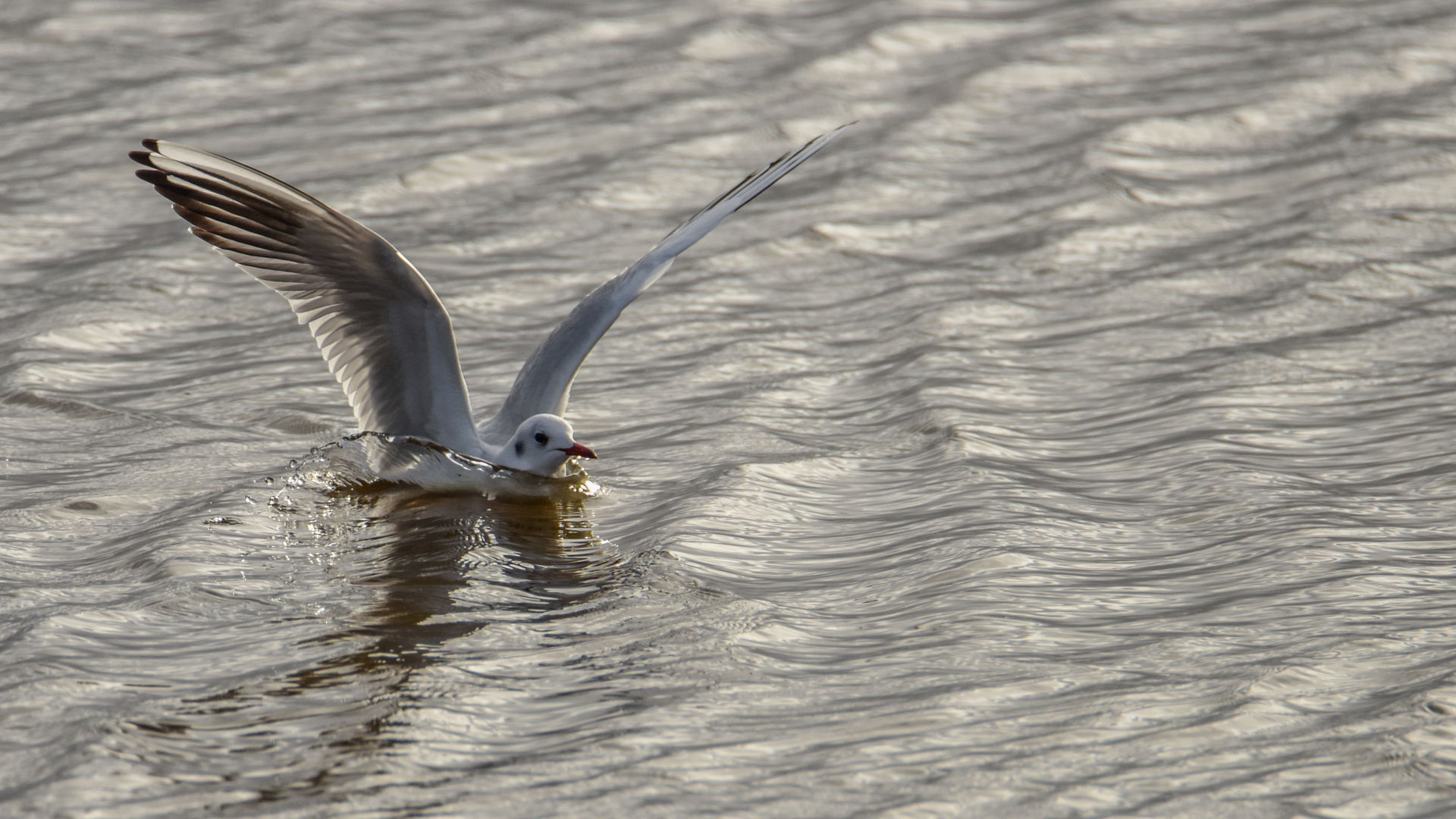 Lachmöwe landet im Meer