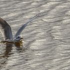 Lachmöwe landet im Meer