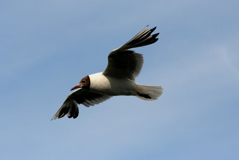 Lachmöwe (Larus ridibundus)