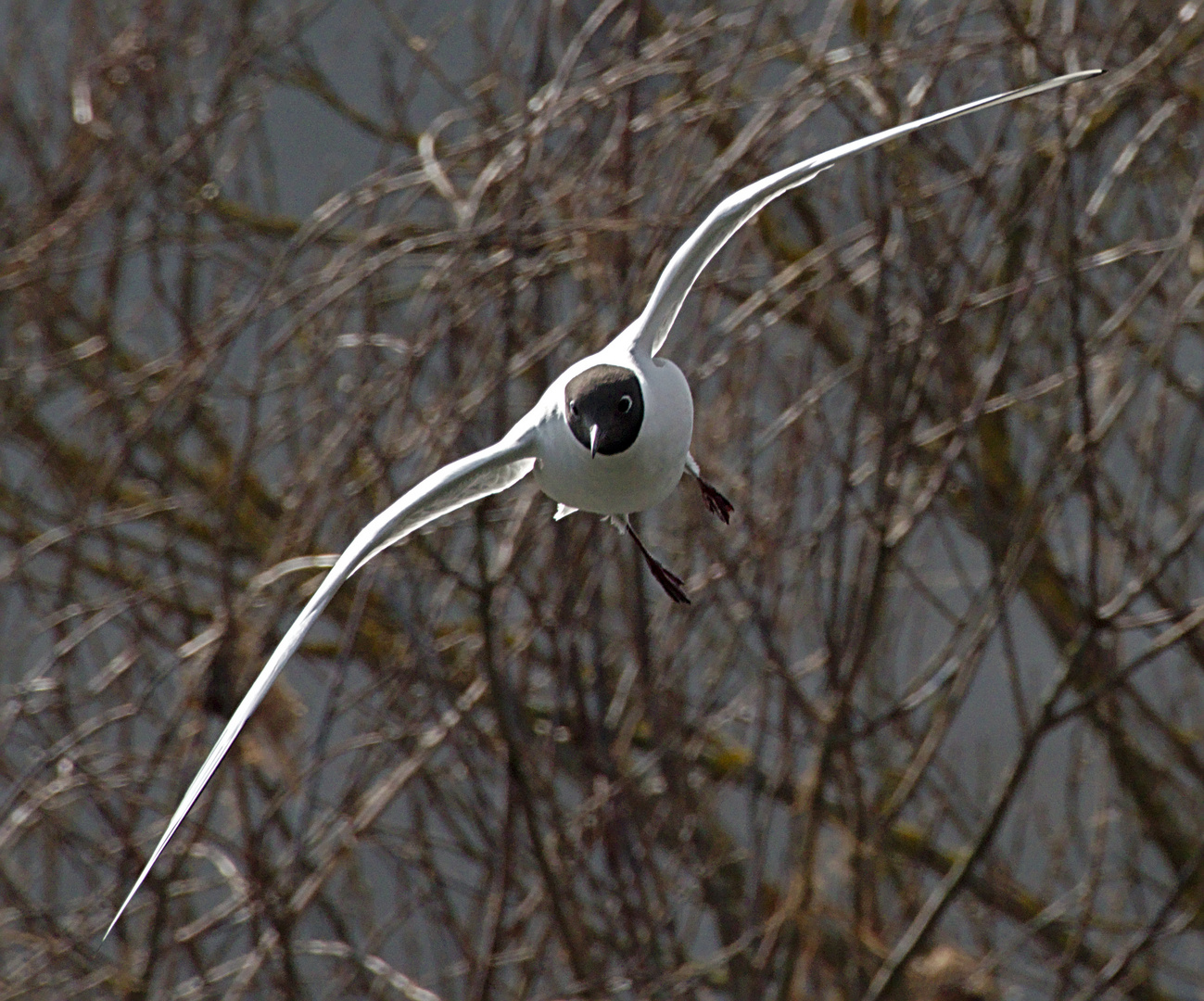 Lachmöwe (Larus ridibundus) 3