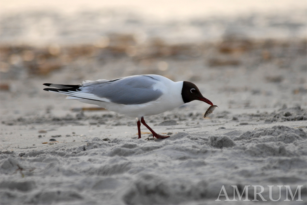 Lachmöwe (Larus ridibundus)