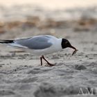 Lachmöwe (Larus ridibundus)