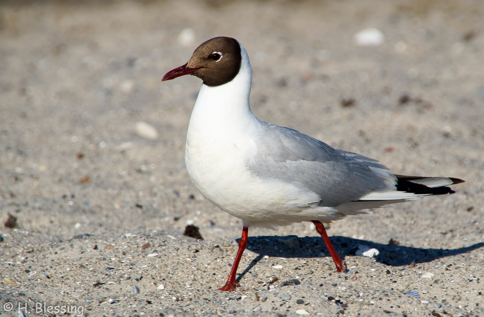 Lachmöwe (Larus ridibundus)