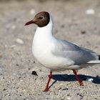 Lachmöwe (Larus ridibundus)