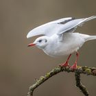 Lachmöwe [Larus ridibundus]