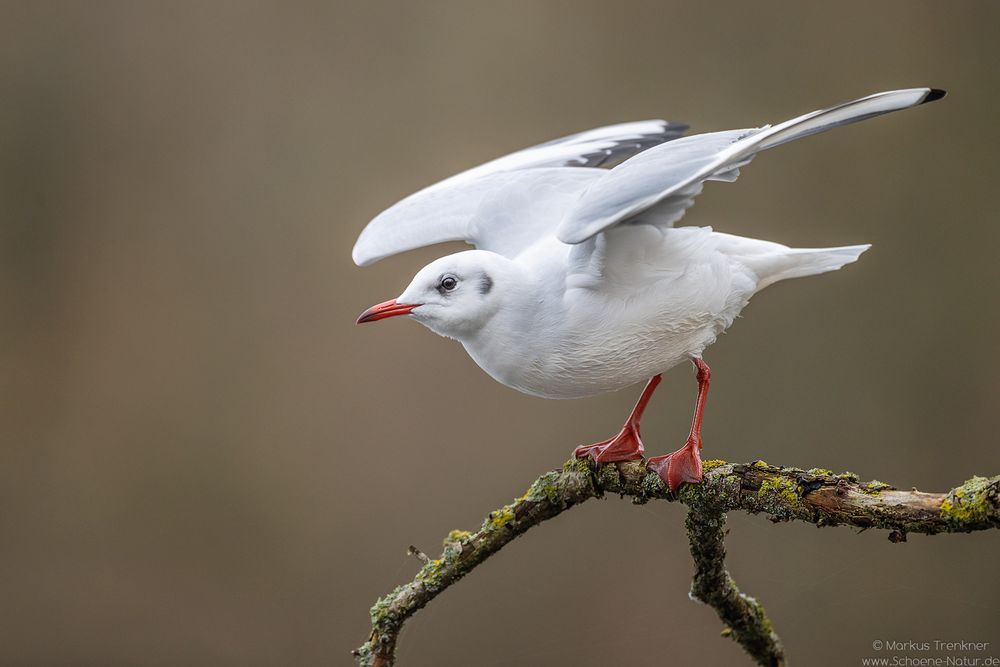 Lachmöwe [Larus ridibundus]