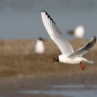 Lachmöwe (Larus ridibundus)