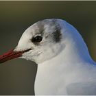 Lachmöwe (Larus ridibundus)