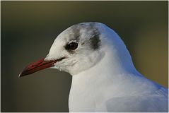 Lachmöwe (Larus ridibundus)