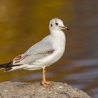 Lachmöwe (Larus ridibundus)