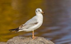 Lachmöwe (Larus ridibundus)