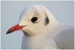 Lachmöwe (Larus ridibundus)