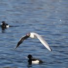 Lachmöwe (Larus ridibundus), Altrhein bei Breisach (Halbinsel vogelgrun, Frankreich)