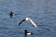 Lachmöwe (Larus ridibundus), Altrhein bei Breisach (Halbinsel vogelgrun, Frankreich)