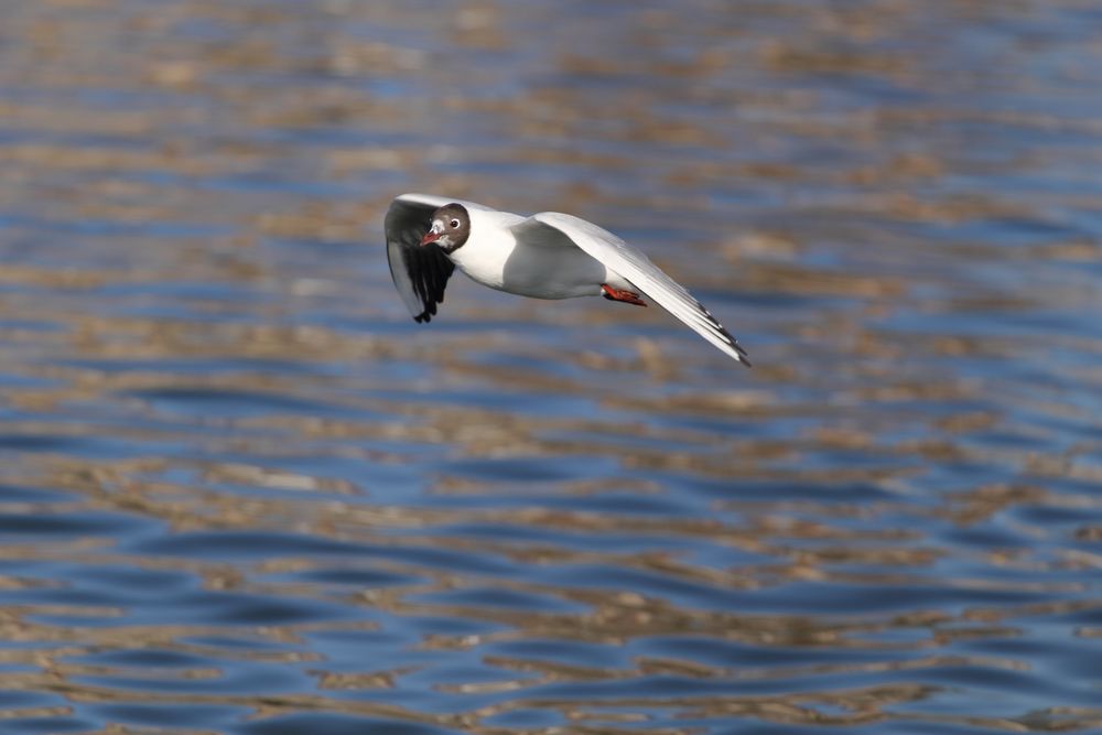 Lachmöwe (Larus ridibundus), Altrhein bei Breisach (Halbinsel Vogelgrun, Frankreich)