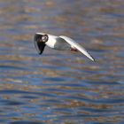 Lachmöwe (Larus ridibundus), Altrhein bei Breisach (Halbinsel Vogelgrun, Frankreich)