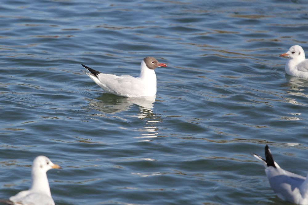 Lachmöwe (Larus ridibundus), Altrhein bei Breisach (Halbinsel Vogelgrun, Frankreich)