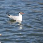 Lachmöwe (Larus ridibundus), Altrhein bei Breisach (Halbinsel Vogelgrun, Frankreich)