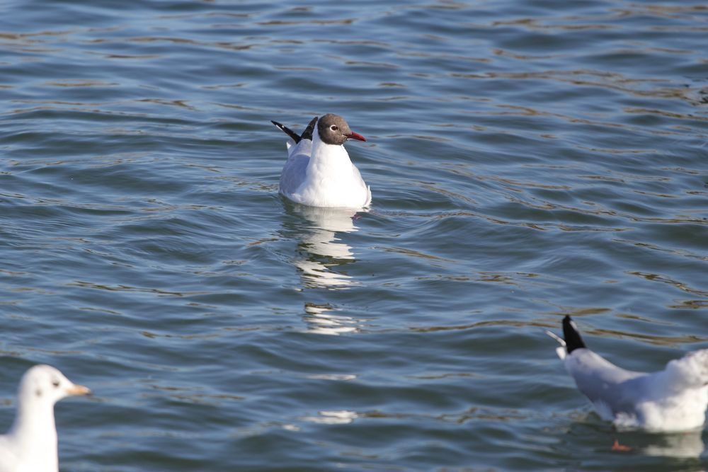 Lachmöwe (Larus ridibundus), Altrhein bei Breisach (Halbinsel Vogelgrun, Frankreich)