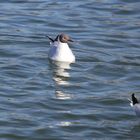 Lachmöwe (Larus ridibundus), Altrhein bei Breisach (Halbinsel Vogelgrun, Frankreich)