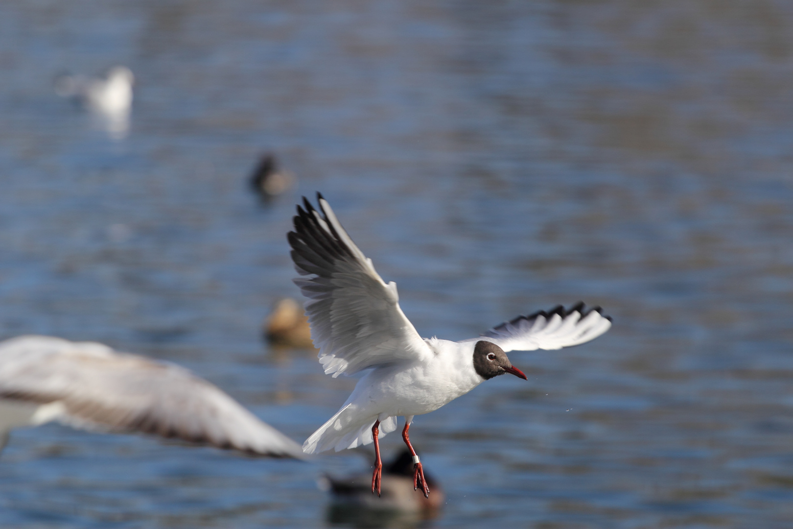 Lachmöwe (Larus ridibundus), Altrhein bei Breisach (Halbinsel vogelgrun, Frankreich)