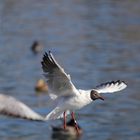 Lachmöwe (Larus ridibundus), Altrhein bei Breisach (Halbinsel vogelgrun, Frankreich)