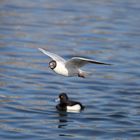 Lachmöwe (Larus ridibundus), Altrhein bei Breisach (Halbinsel Vogelgrun, Frankreich)