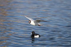 Lachmöwe (Larus ridibundus), Altrhein bei Breisach (Halbinsel Vogelgrun, Frankreich)