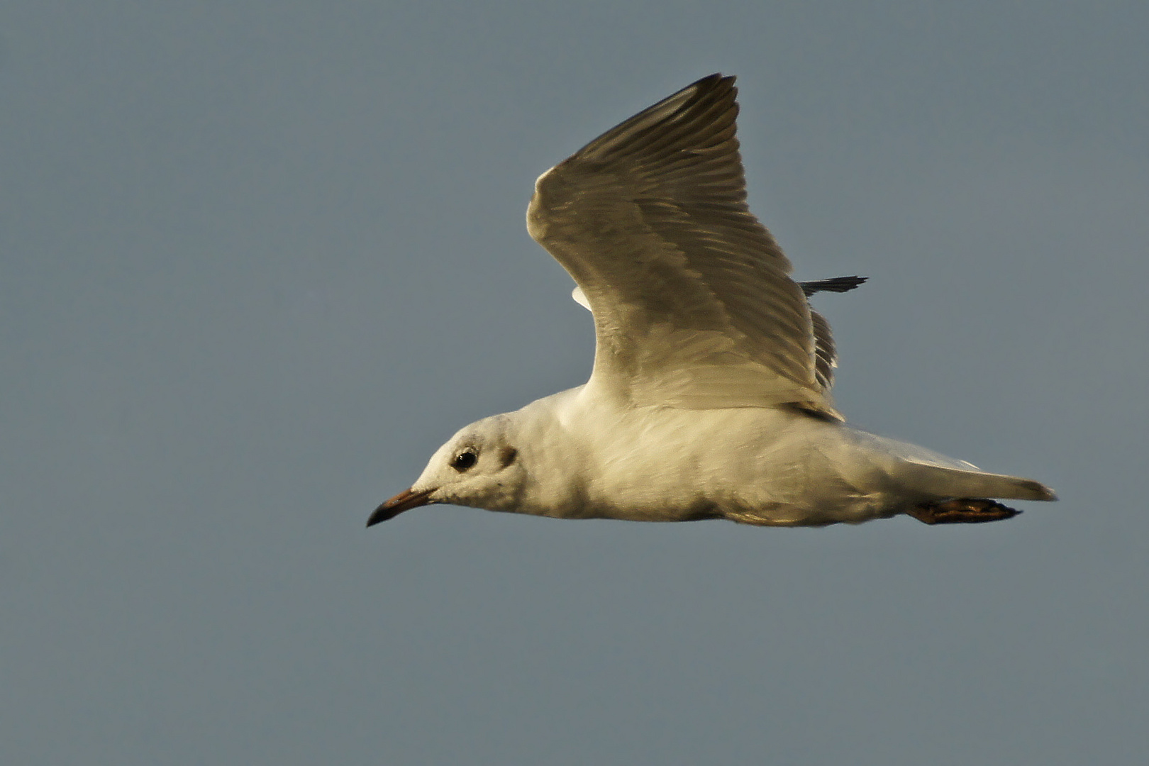 Lachmöwe (Larus ridibundus)