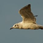 Lachmöwe (Larus ridibundus)