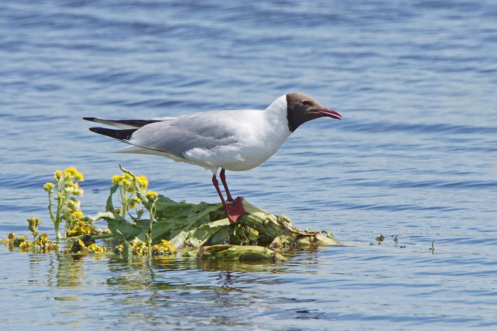 Lachmöwe (Larus ridibundus) im Brutkleid