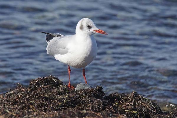 Lachmöwe (Larus ridibundus) im Schlichtkleid
