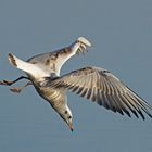 Lachmöwe (Larus ridibundus), Jungvogel