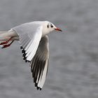 Lachmöwe: Lockerer Vorbeiflug