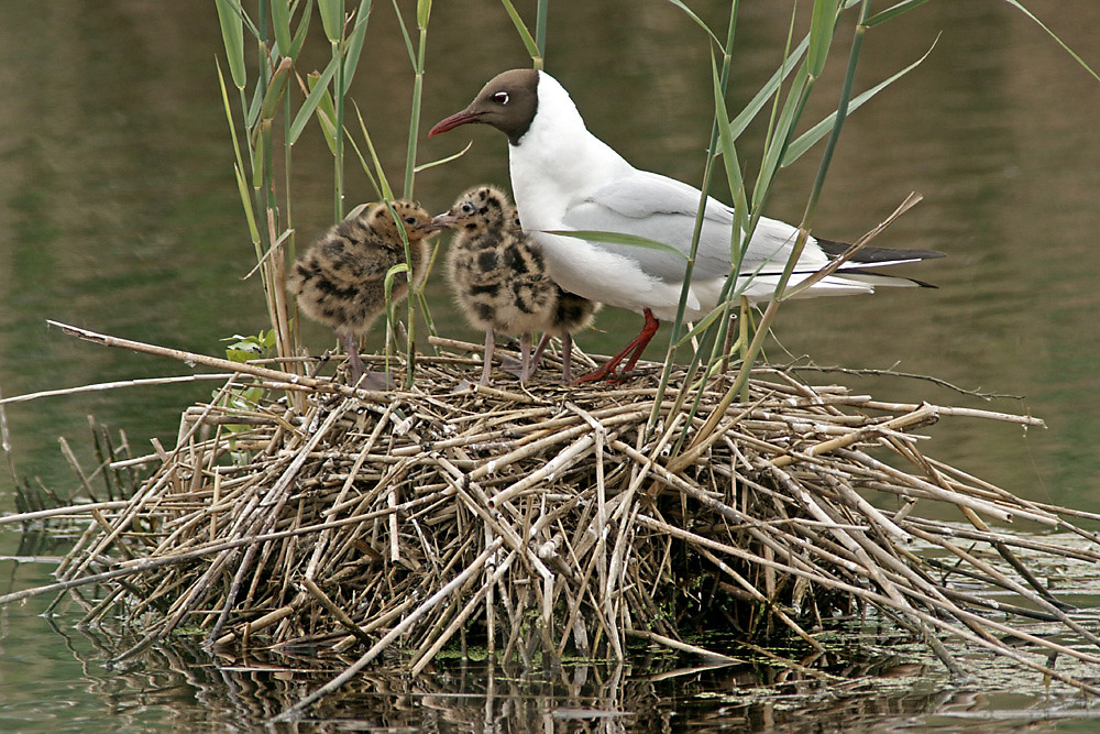 Lachmöwe mit Jungen