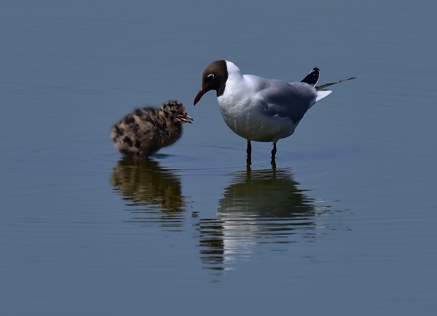 Lachmöwe mit Nachwuchs