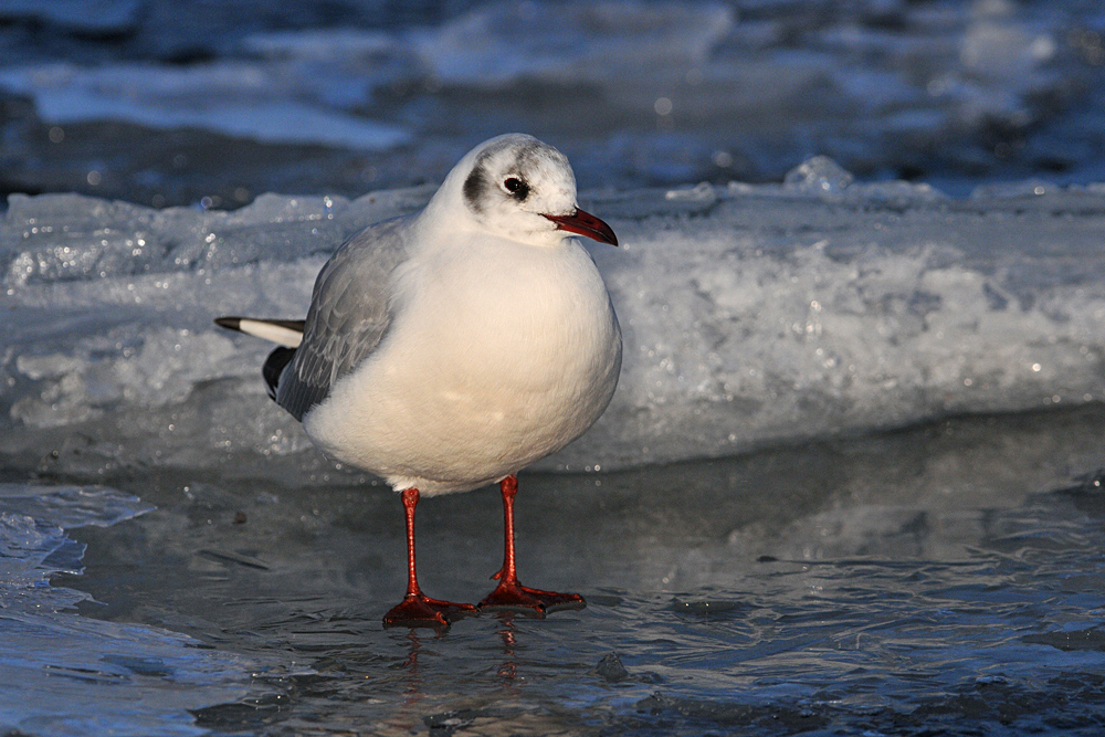 Lachmöwe mit roten Eisbeinen