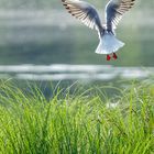 Lachmöwe mit roten Strümpfen