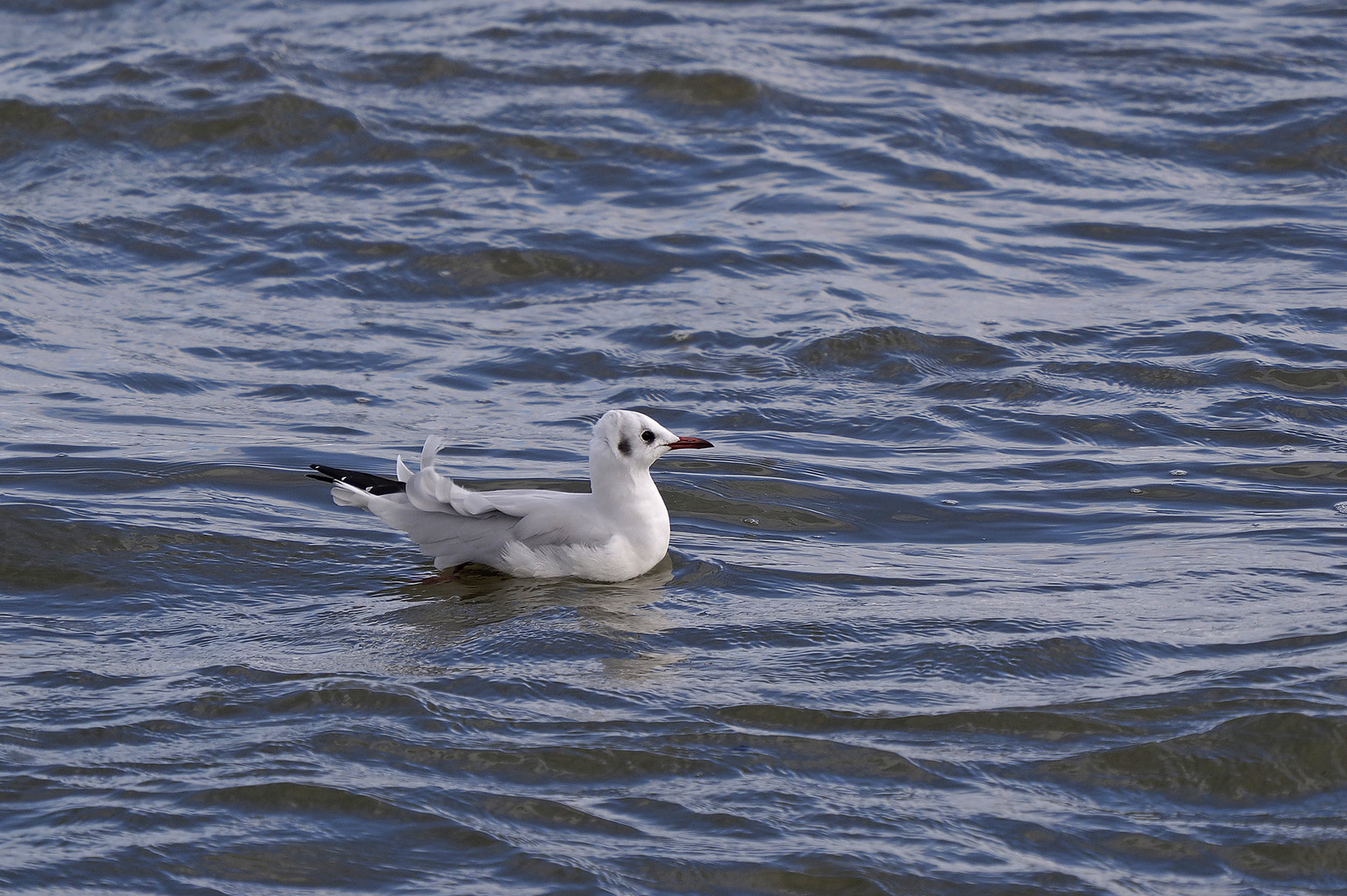 Lachmöwe mit Rückenwind